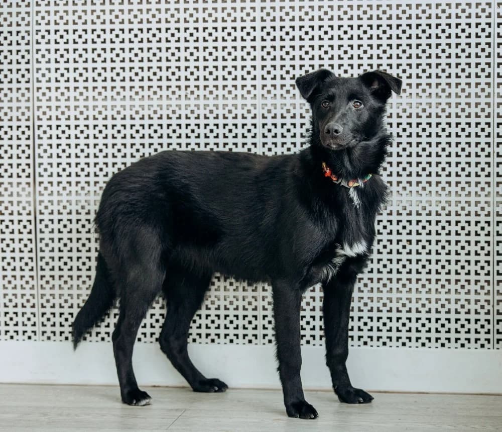 Yasna zoekt forever home photo 6