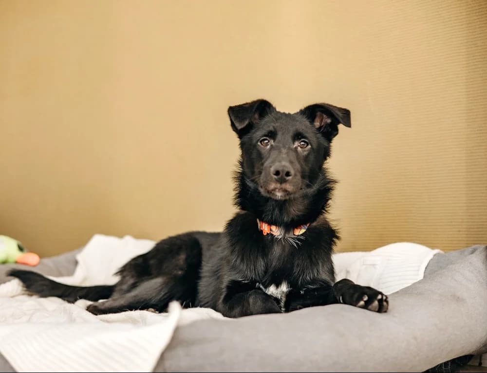 Yasna zoekt forever home