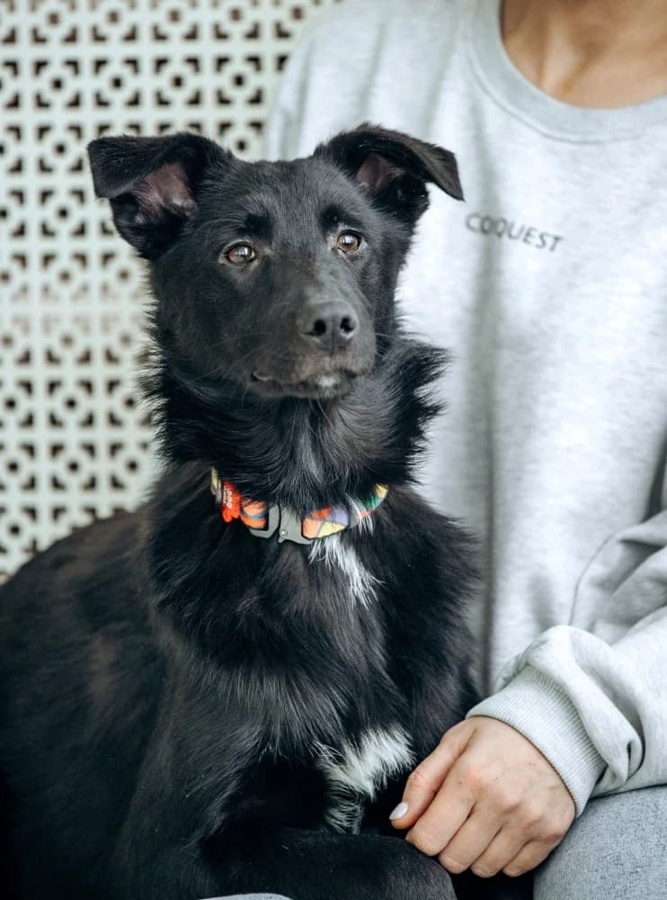 Yasna zoekt forever home photo 3