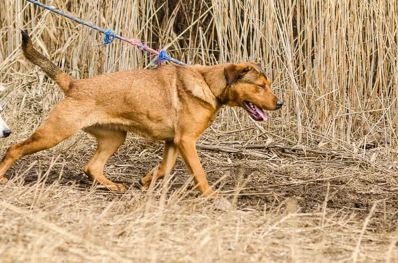 Дива и Кийра