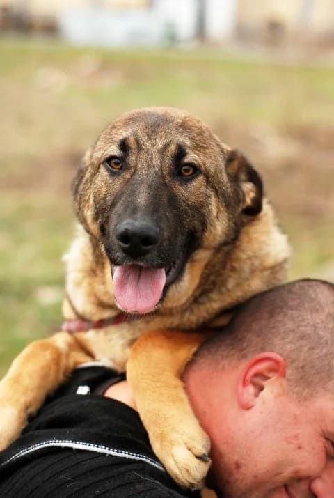 Шишковците