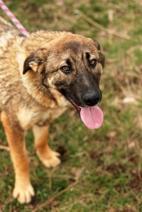 Шишковците photo 2