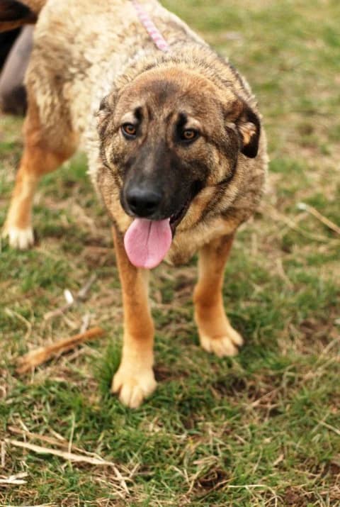 Шишковците photo 3