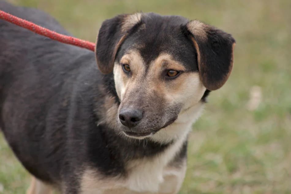 Имало едно време – от плашливи до социални и игриви