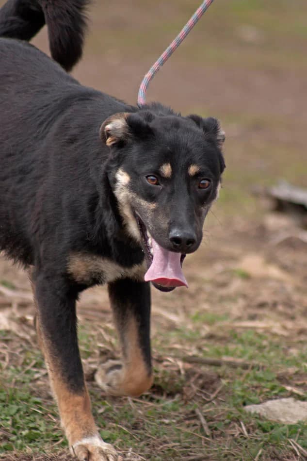 Имало едно време – от плашливи до социални и игриви photo 4