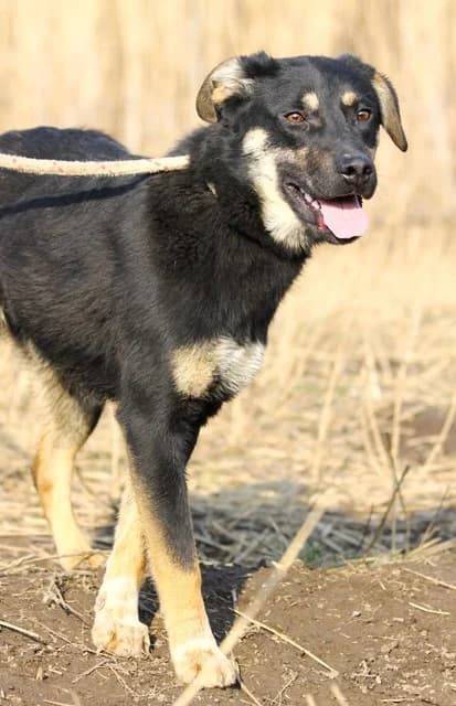 Имало едно време – от плашливи до социални и игриви photo 6