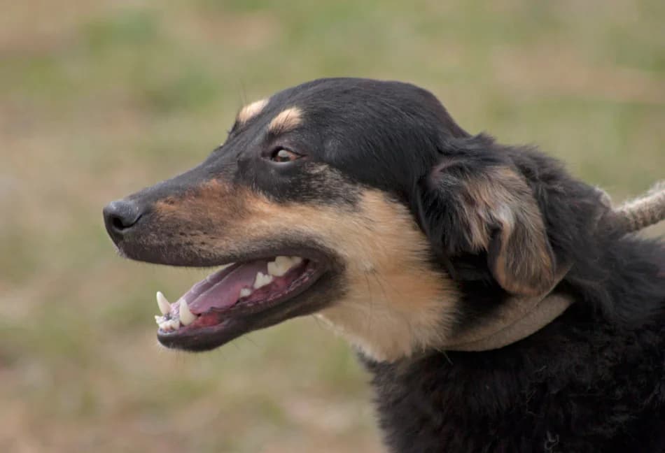 Имало едно време – от плашливи до социални и игриви photo 7