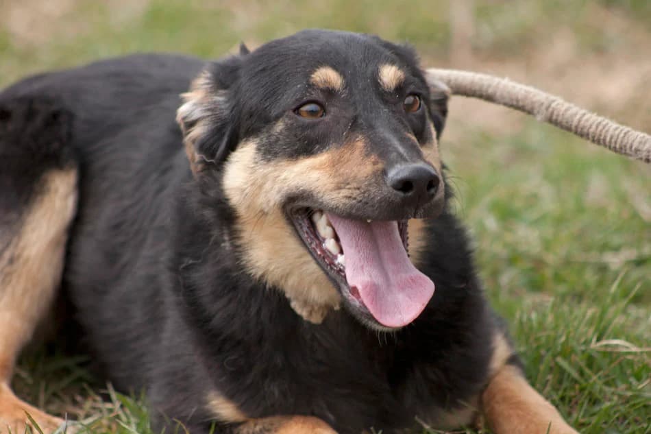 Имало едно време – от плашливи до социални и игриви photo 8