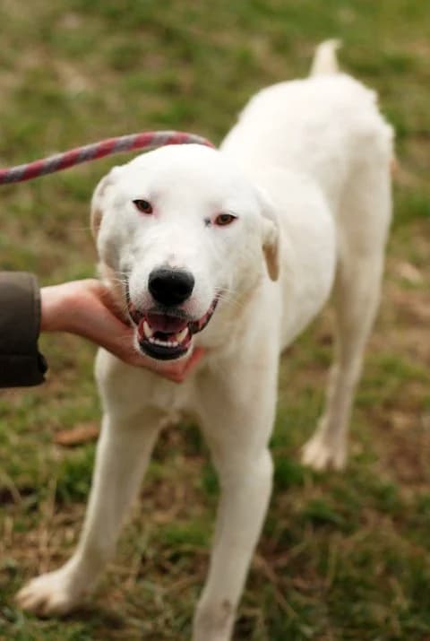 Белите мишки