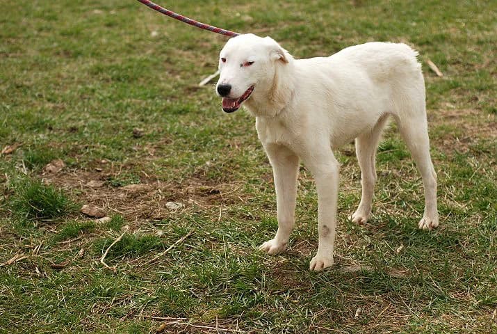 Белите мишки photo 2