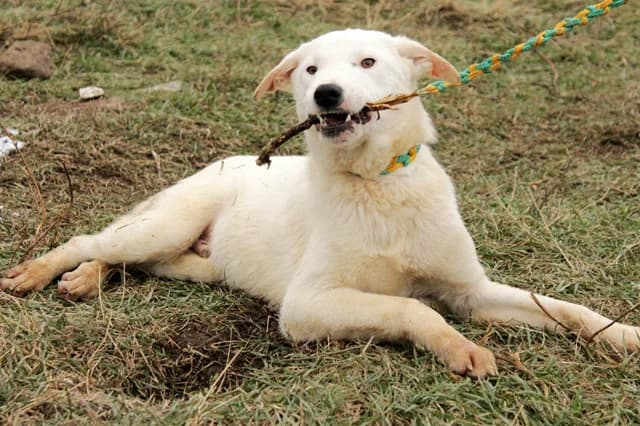 Белите мишки photo 4