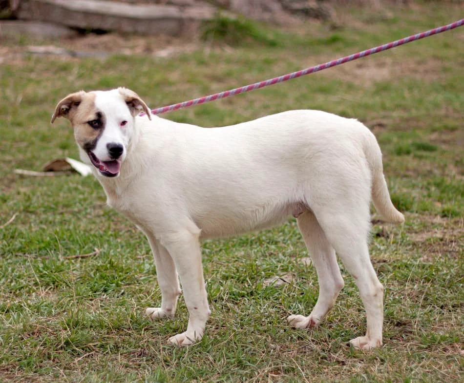 Белите мишки photo 6