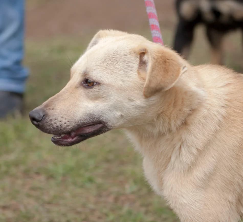 Пораснали хлапета