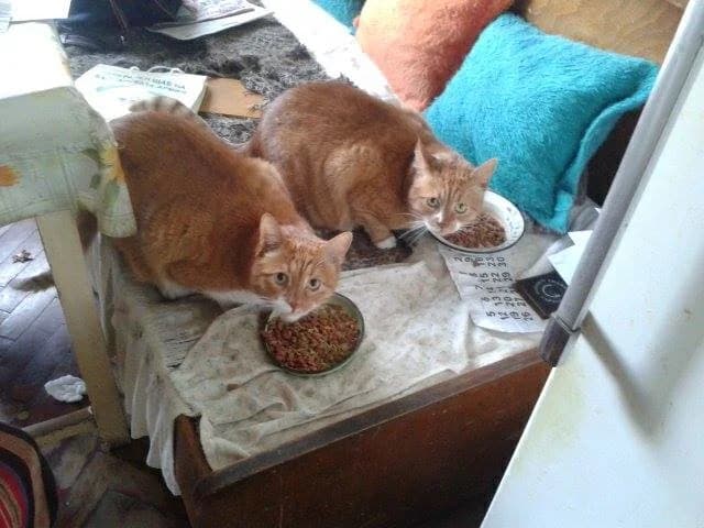 Котешки герои