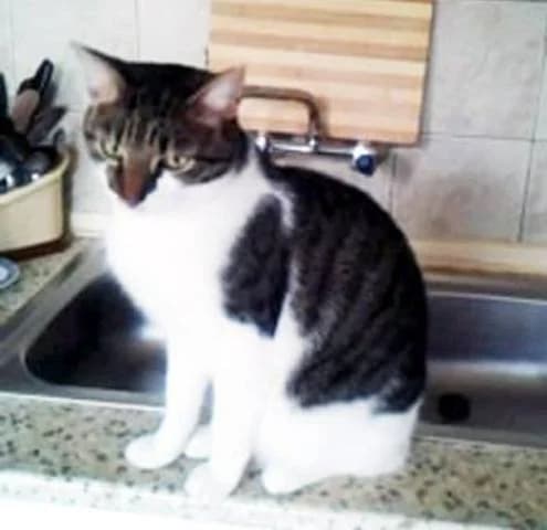 Котешки герои photo 5