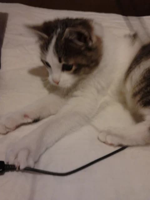 Котешки герои photo 8