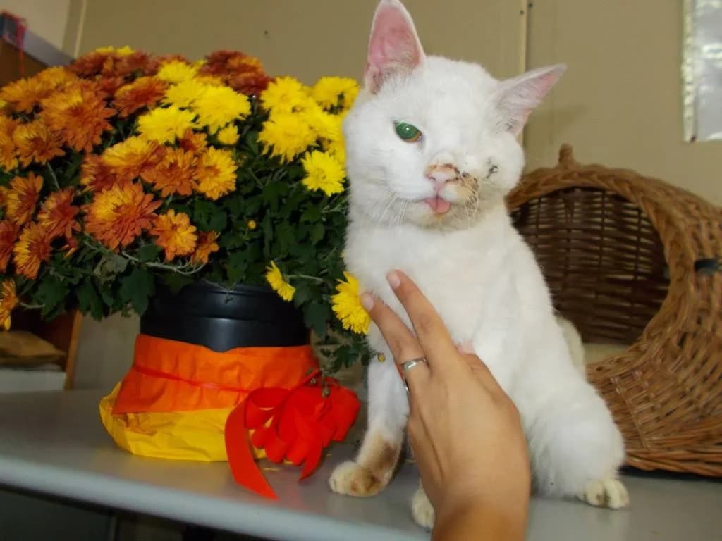 Новини за Сержант Мацоли