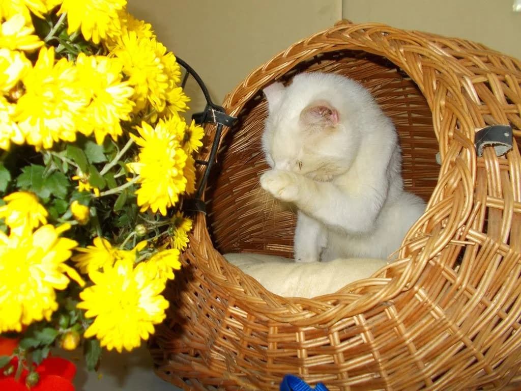 Новини за Сержант Мацоли photo 4