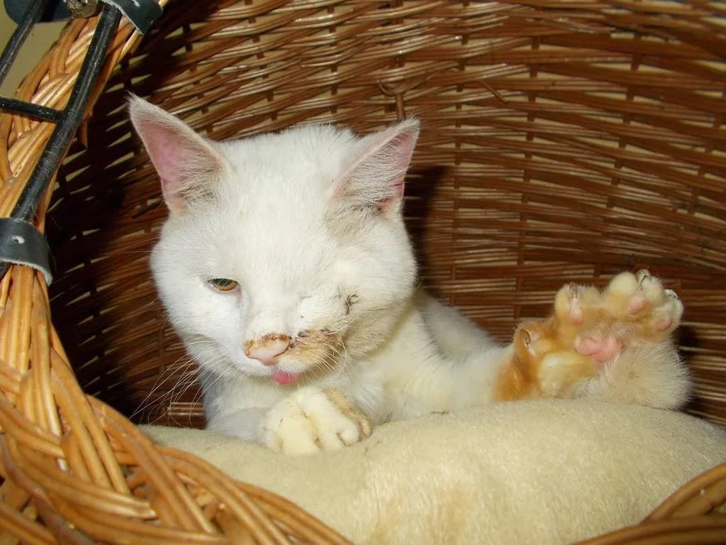 Новини за Сержант Мацоли photo 5