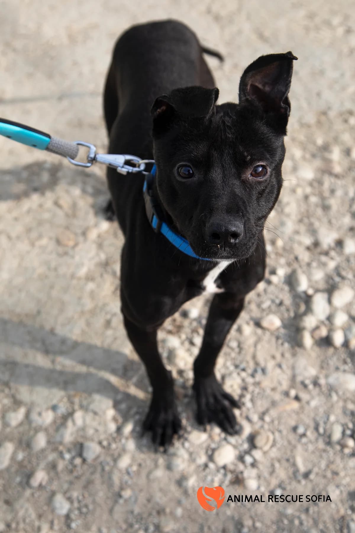 Харви – история, която не биваше да се случва photo 3