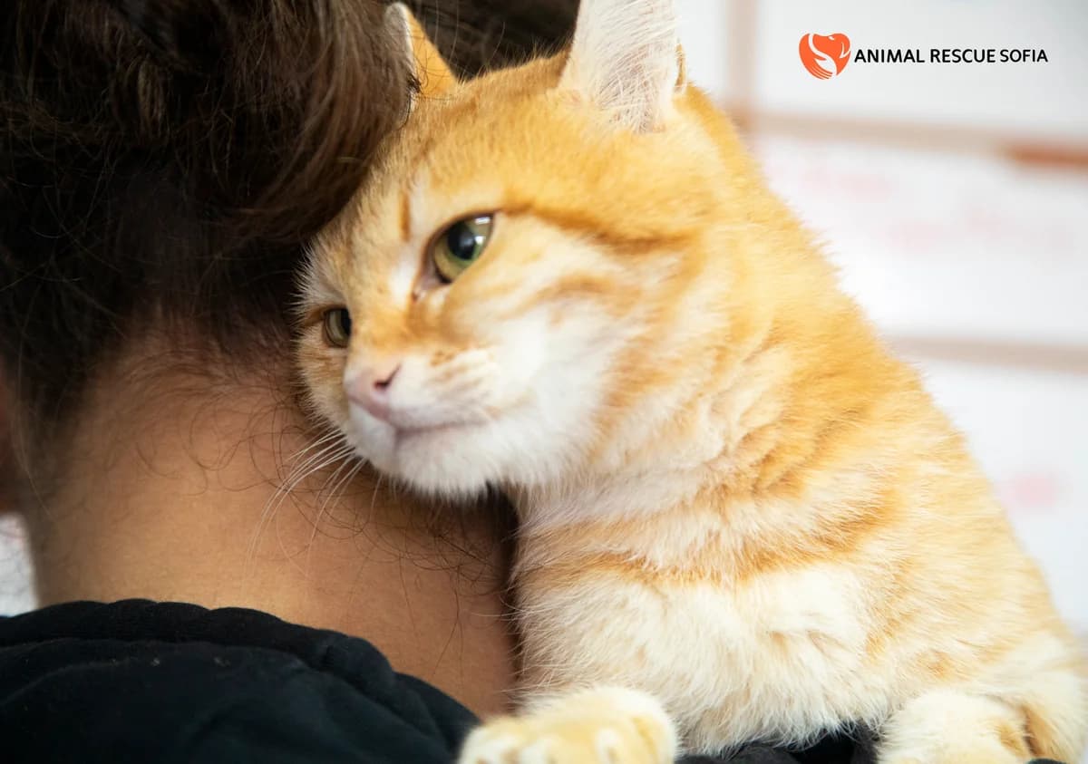 Портокал photo 3