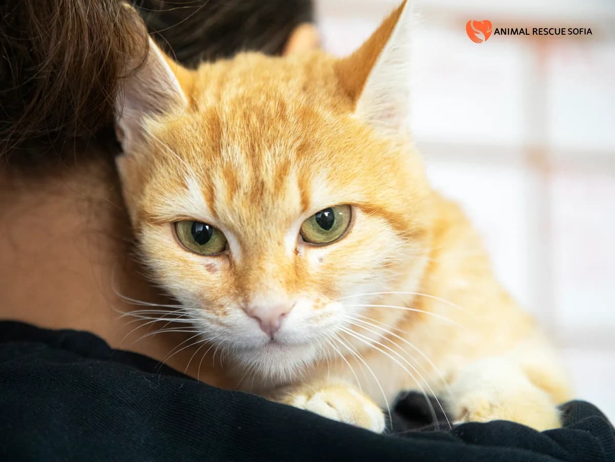 Портокал photo 4