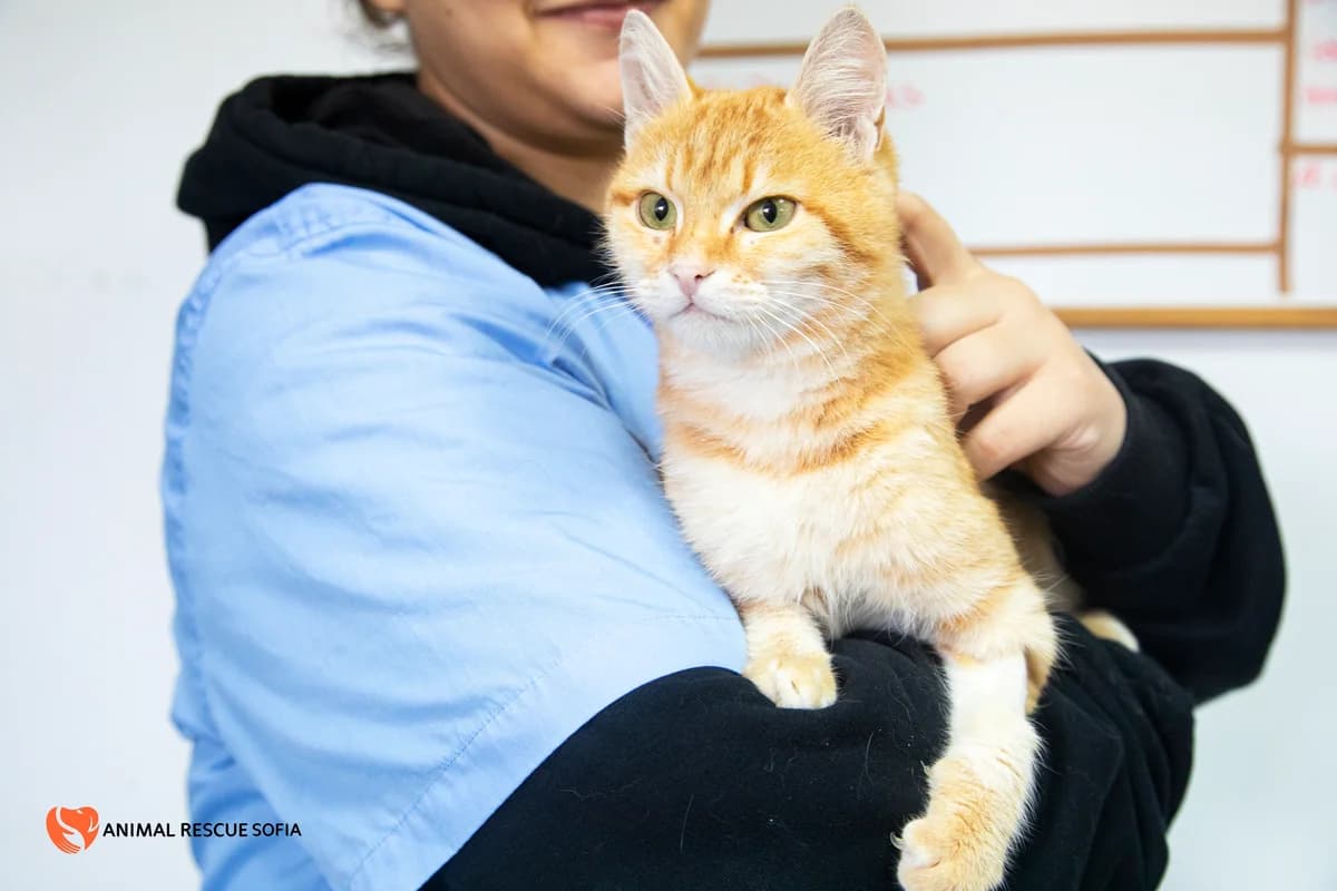 Портокал photo 5