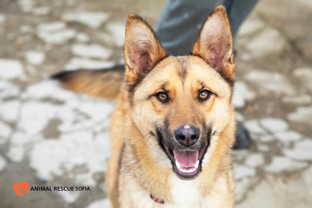 Клатетата photo 2