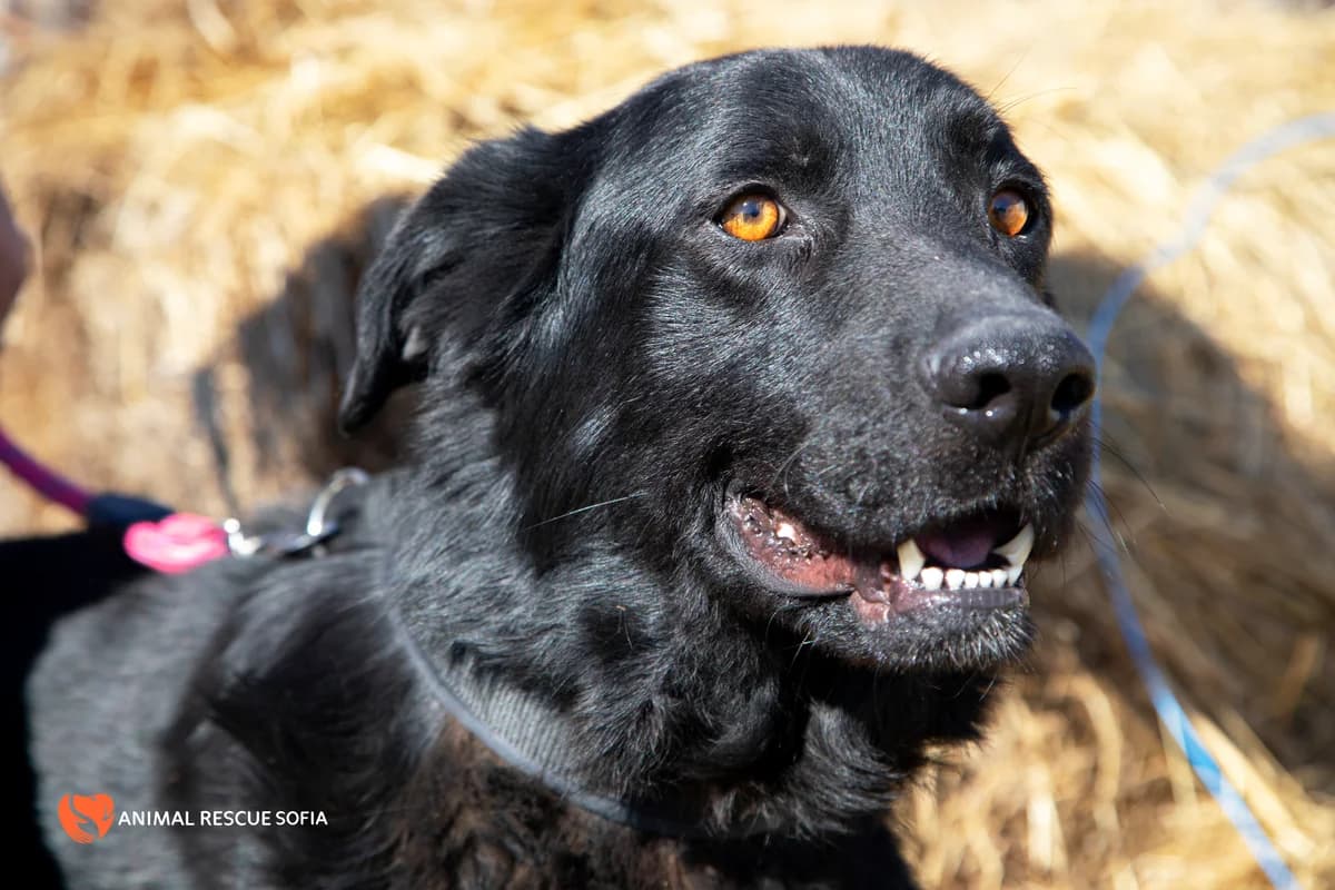 Яж, пази се и обичай photo 2