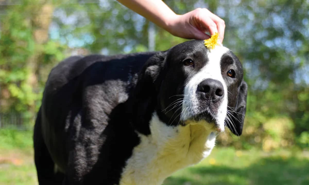 Sheriff Delta photo 4