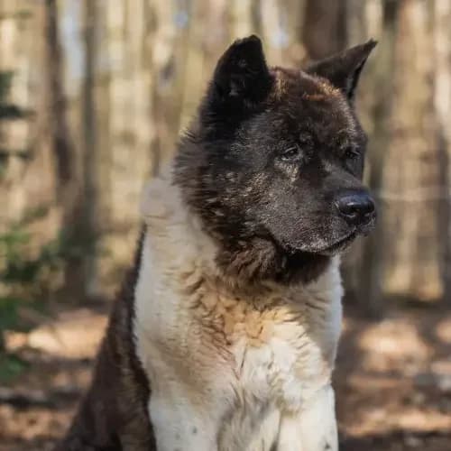 Attila (Zuhause und Paten gesucht)