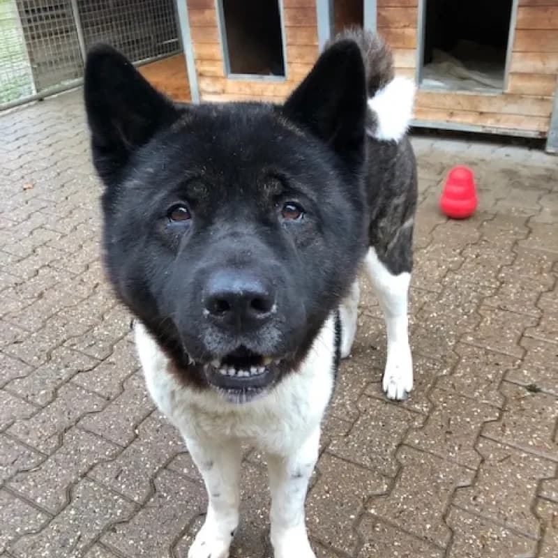 Attila (Zuhause und Paten gesucht) photo 3