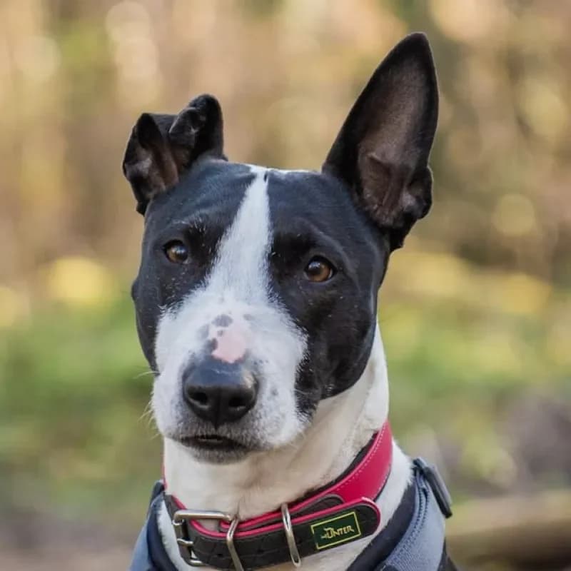 Bella (Zuhause und Paten gesucht) photo 2