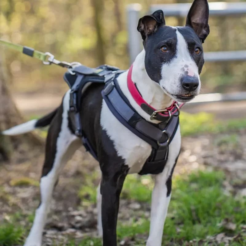 Bella (Zuhause und Paten gesucht) photo 4