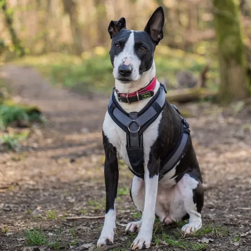 Bella (Zuhause und Paten gesucht) photo 5