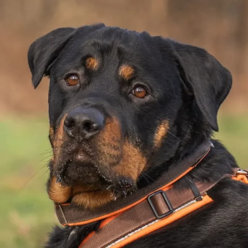 Bruno (Zuhause und Paten gesucht) photo 2