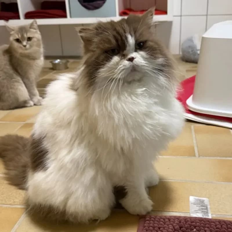 Flauschi und MImo photo 2