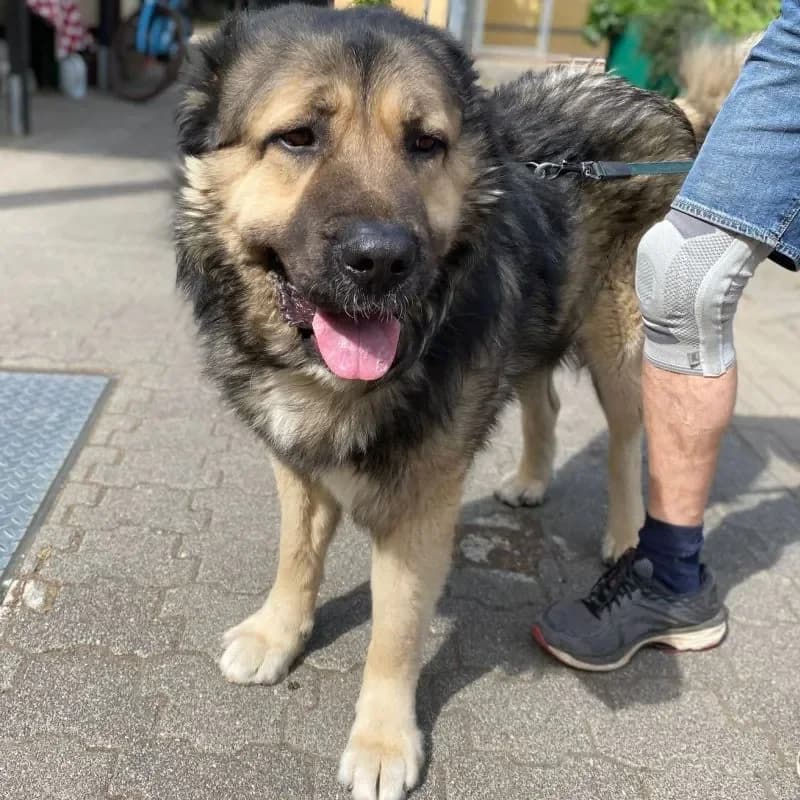 Grizzly (Paten gesucht) photo 2