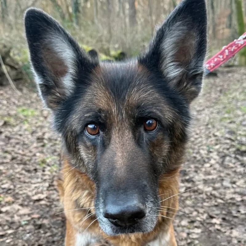 Hanni (reserviert) photo 2