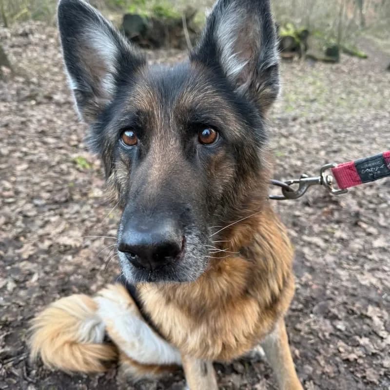 Hanni (reserviert) photo 3