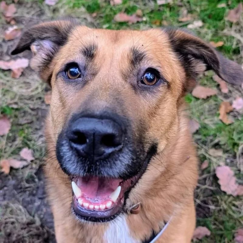 Lacey (reserviert) photo 2