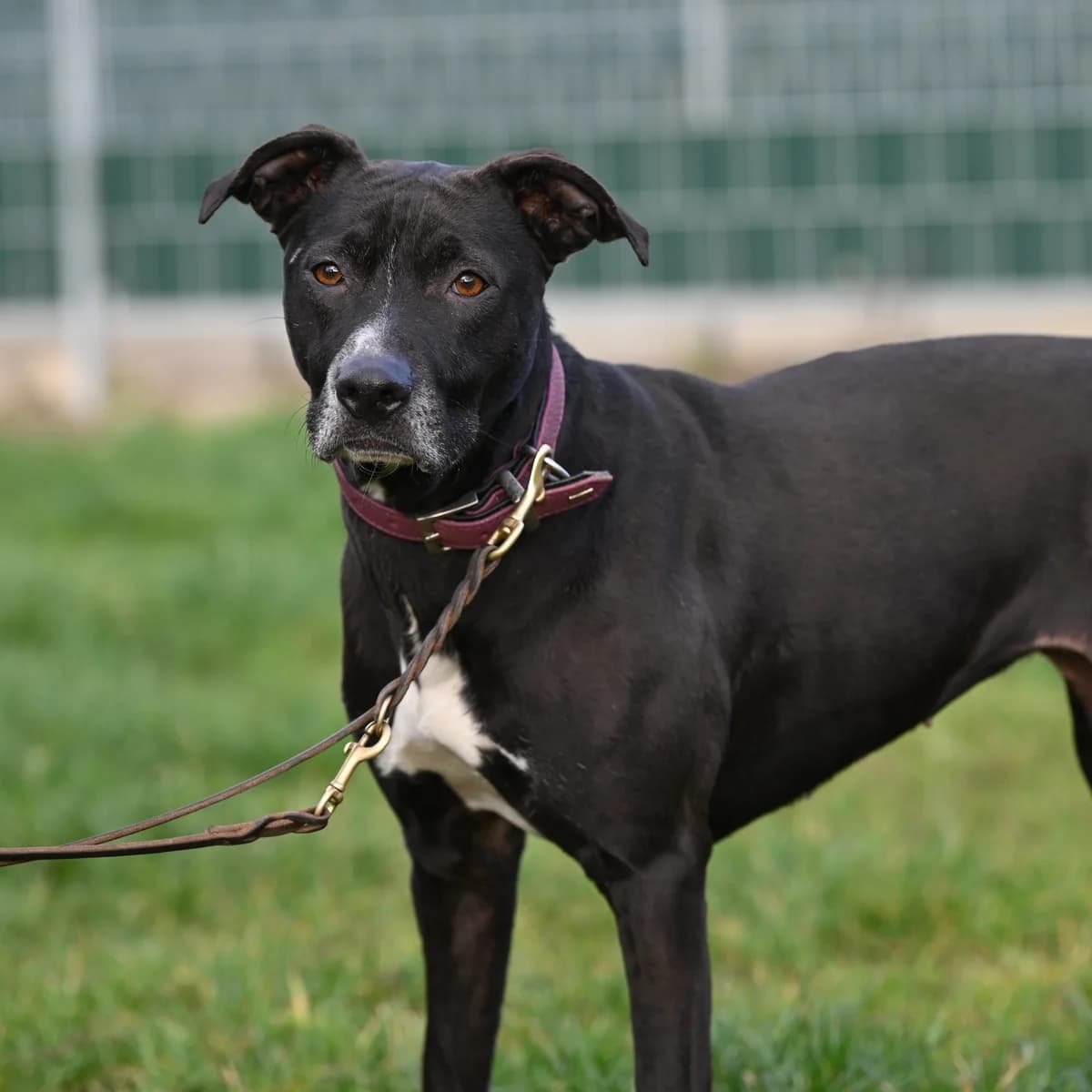 Luna (reserviert) photo 3