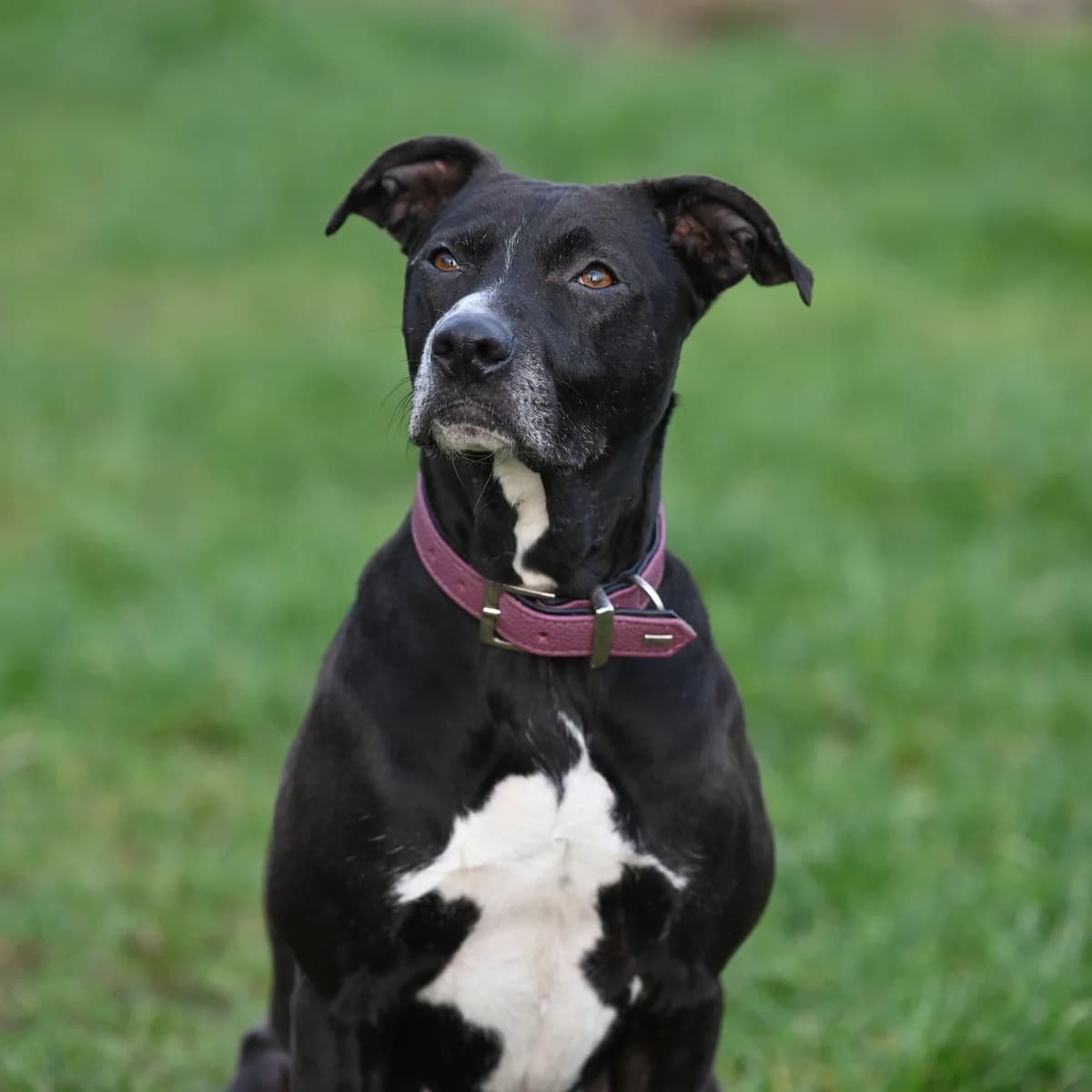 Luna (reserviert) photo 4