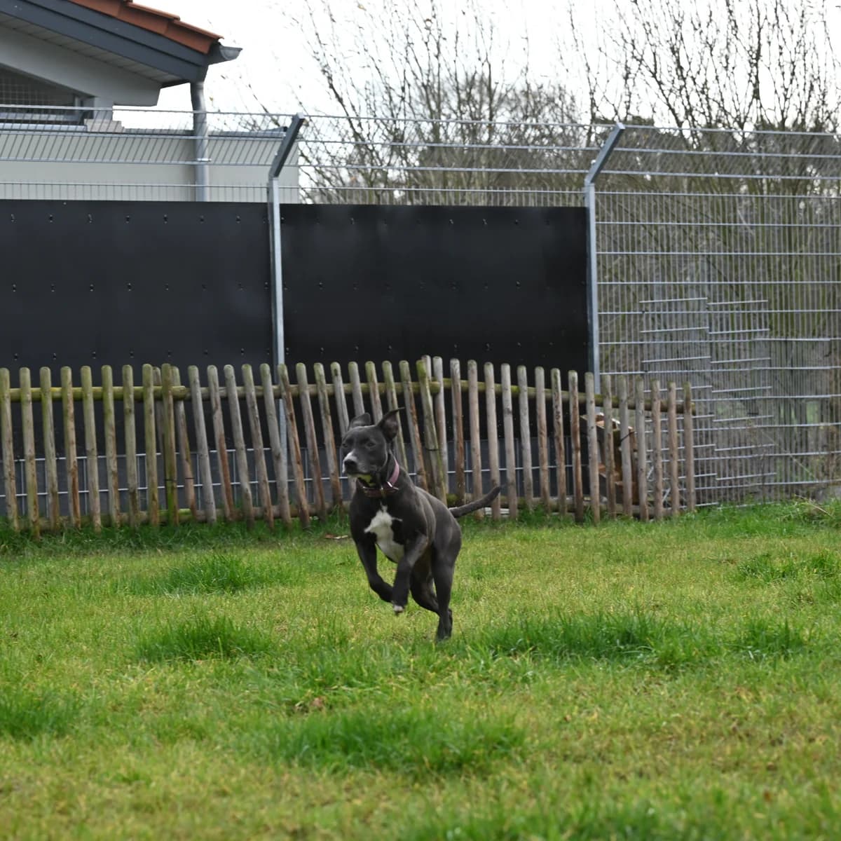 Luna (reserviert) photo 5