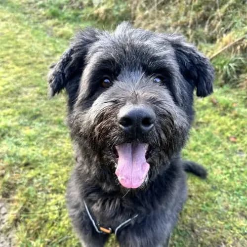 Luna (im bmt-Tierheim Eifelhof)