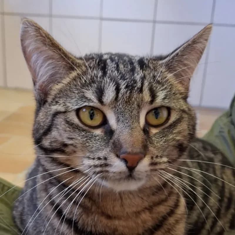 Lydia (reserviert) photo 5