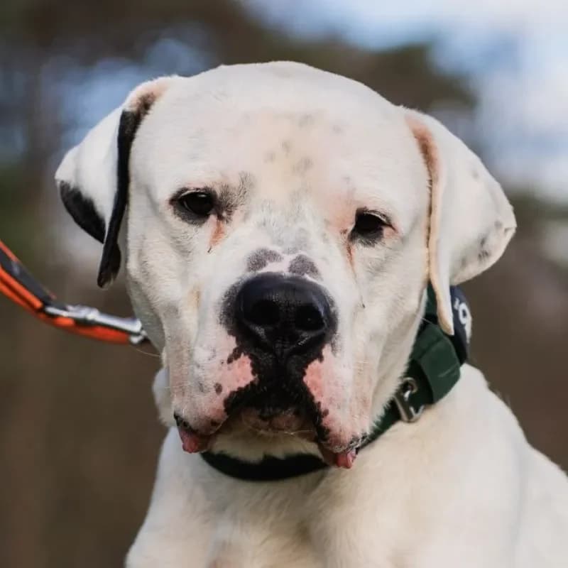 Paco (reserviert) photo 2