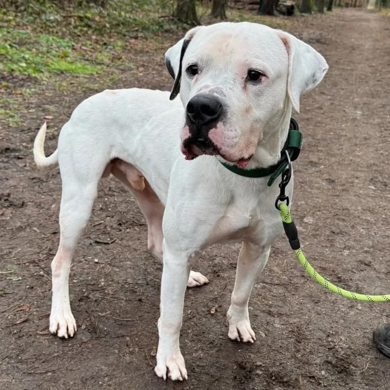 Paco (reserviert) photo 3