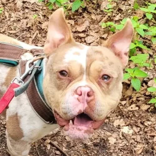 Porky (Paten gesucht)