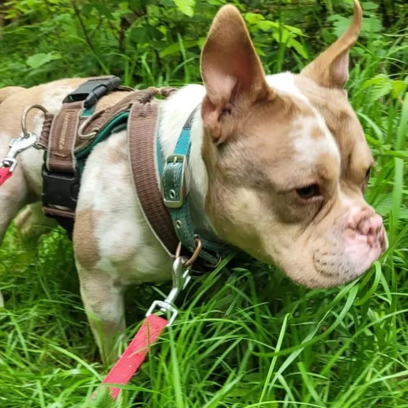 Porky (Paten gesucht) photo 4